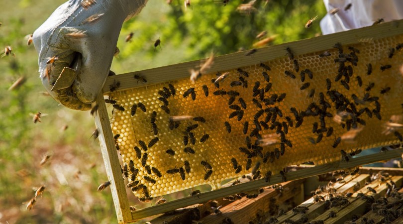 finanziamenti apicoltura sardegna