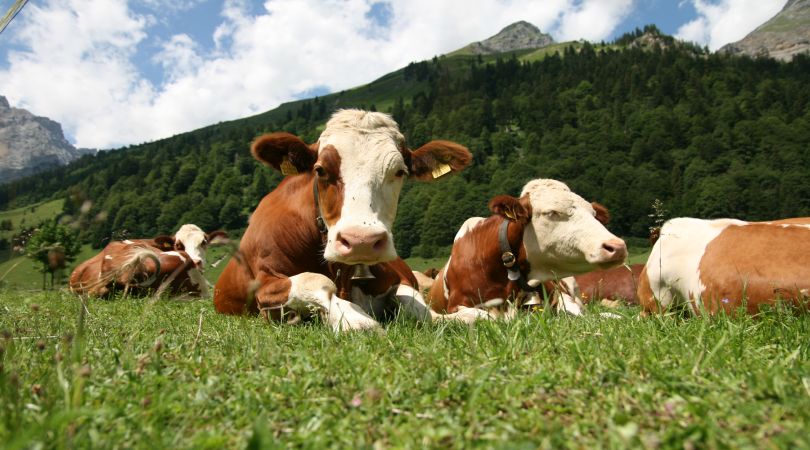 liguria-incentivi-agli-allevatori-approvato-il-bando-2016-benessere-degli-animali