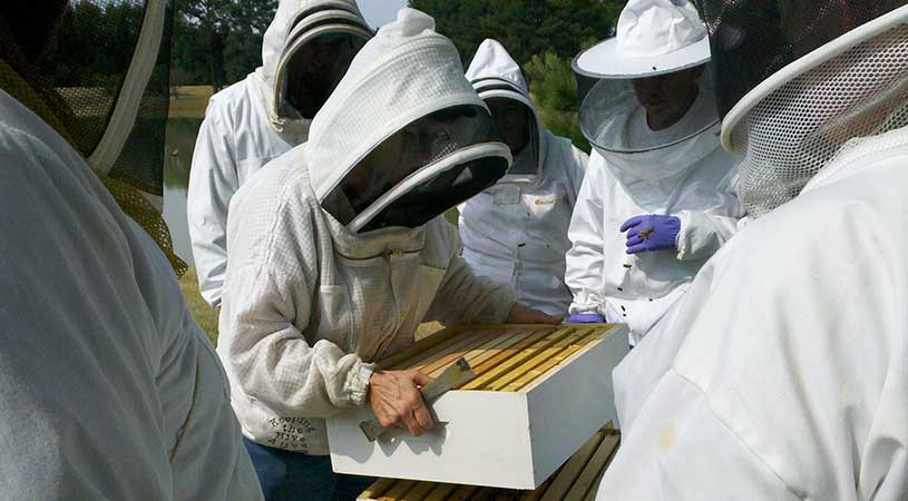 corsi di formazione in apicoltura