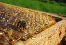 Contributi apicoltura Abruzzo