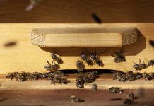 finanziamenti per apicoltura