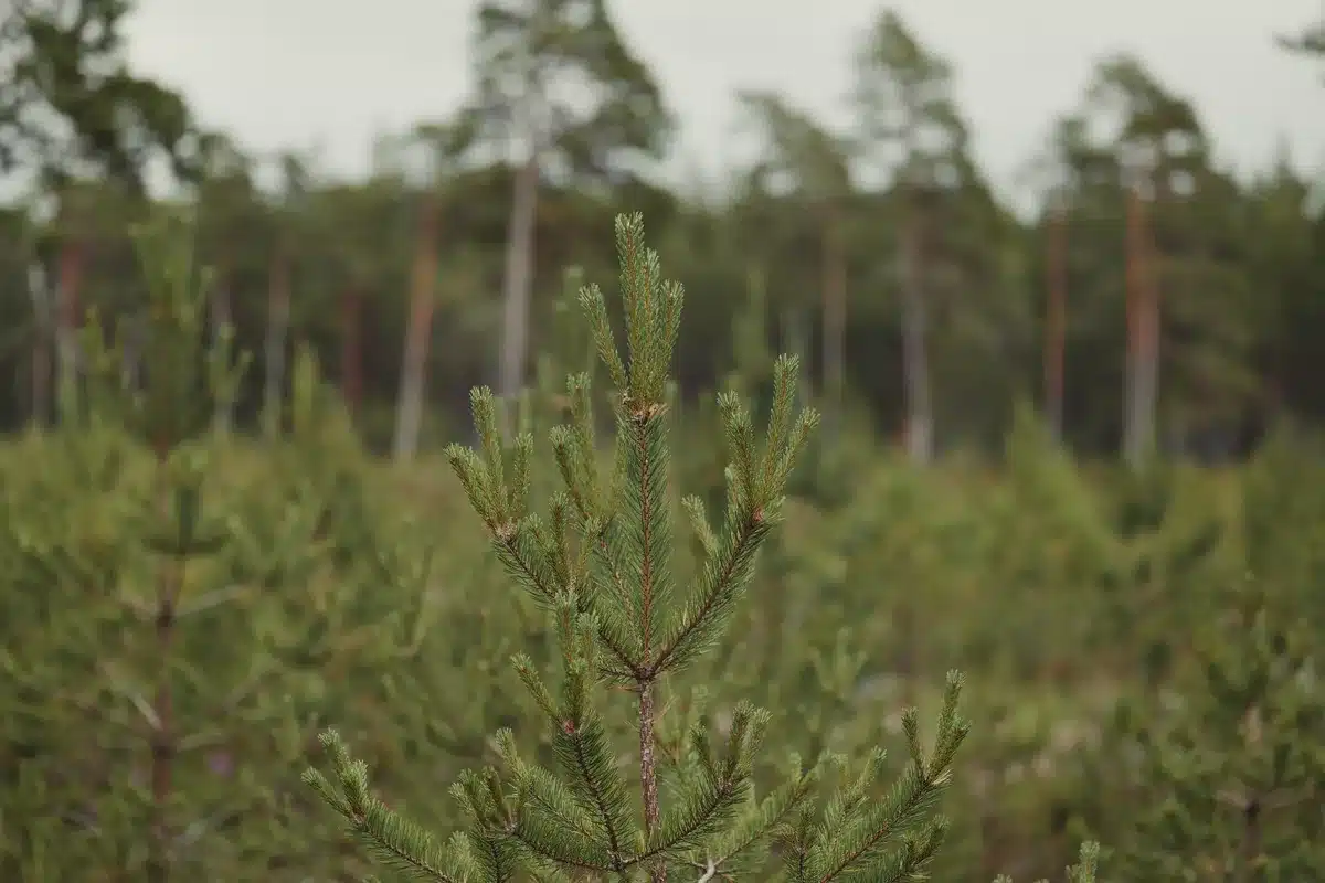 Volontari impegnati in progetti di riforestazione e piantumazione di alberi