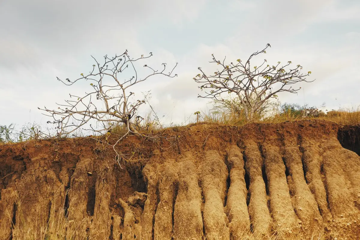 Baobab millenario in condizioni di siccità estrema, simbolo della crisi climatica