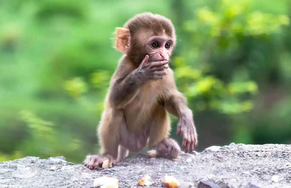 Cucciolo di scimmia alimentato con biberon tra le mani, trattato come animale domestico