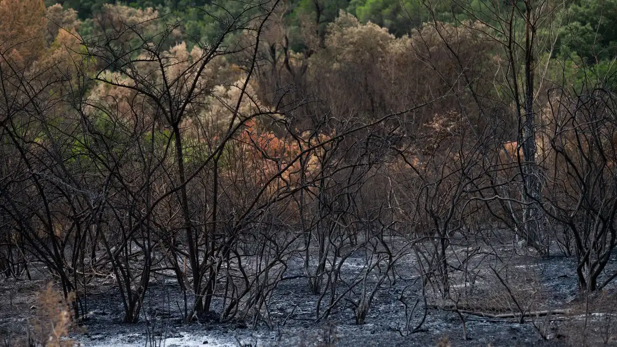 Paesaggio boschivo distrutto e carbonizzato dopo un incendio