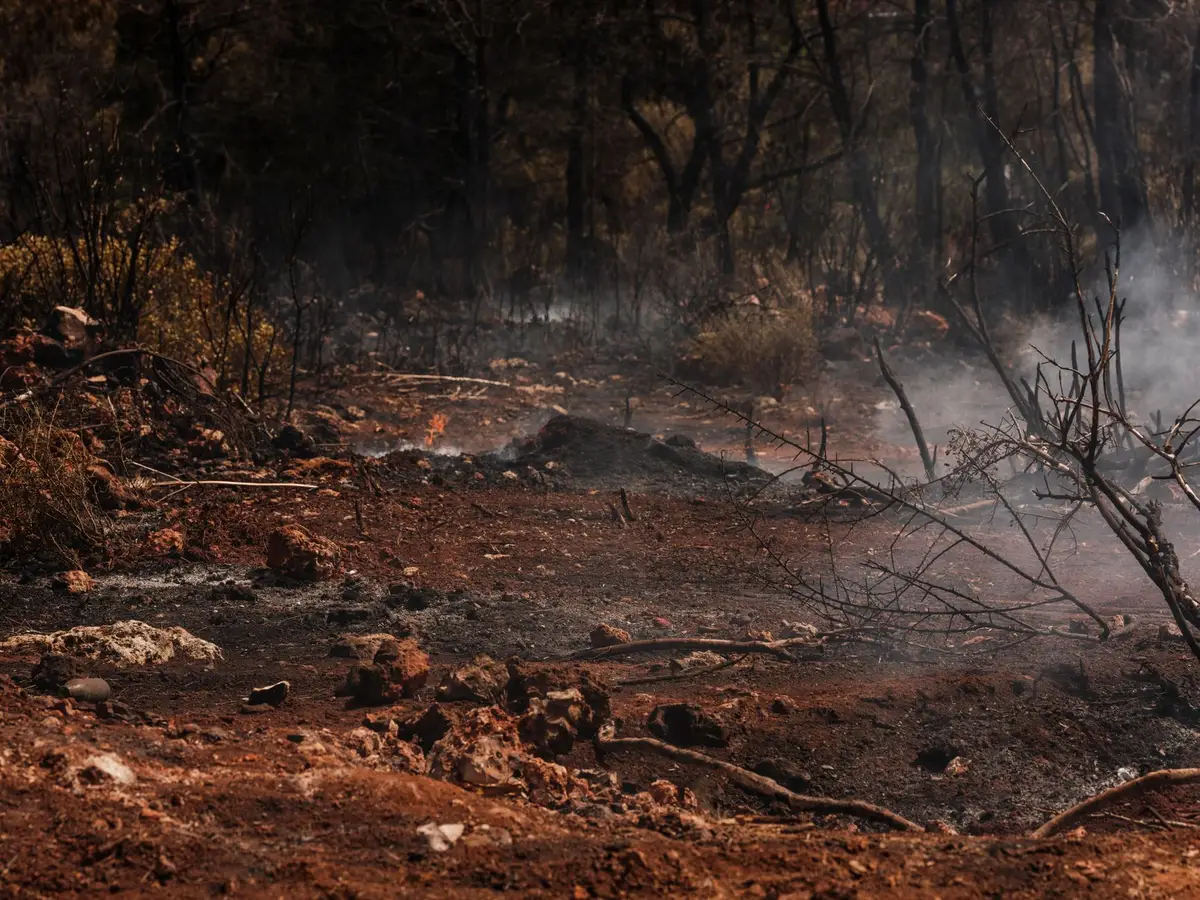 Fiamme di incendio boschivo che consumano la foresta con fumo denso al tramonto