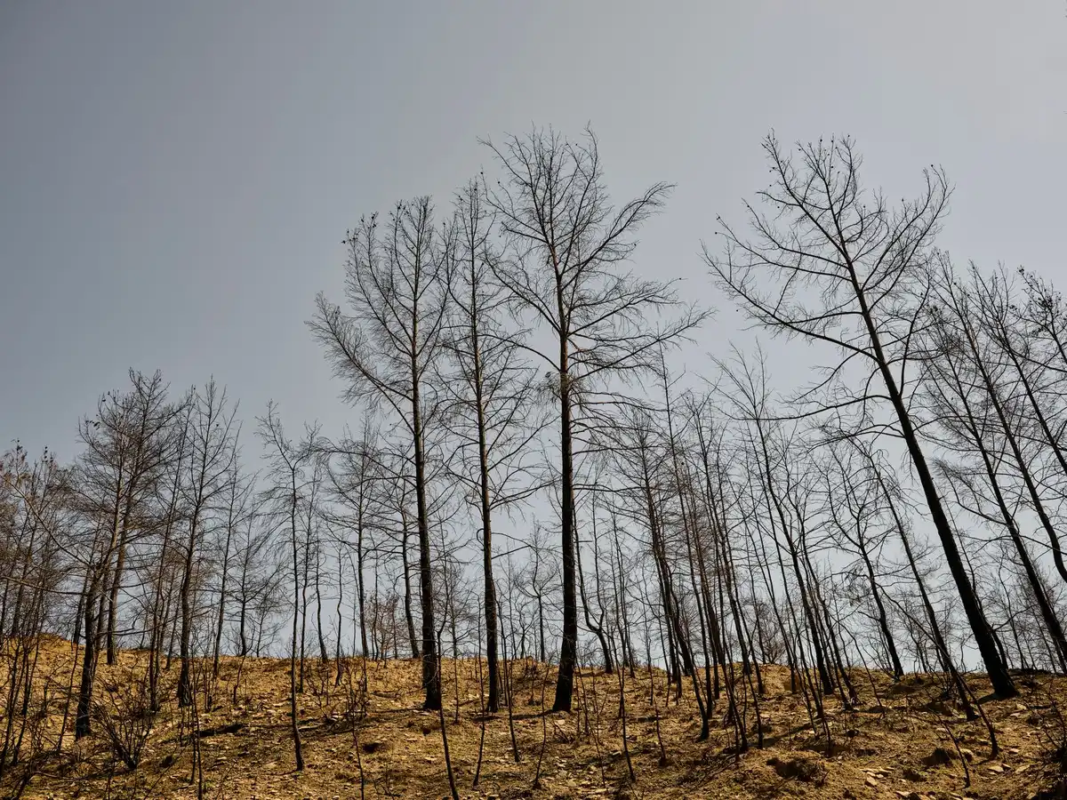Paesaggio arido e secco con vegetazione appassita, simbolo della siccità e delle condizioni climatiche estreme