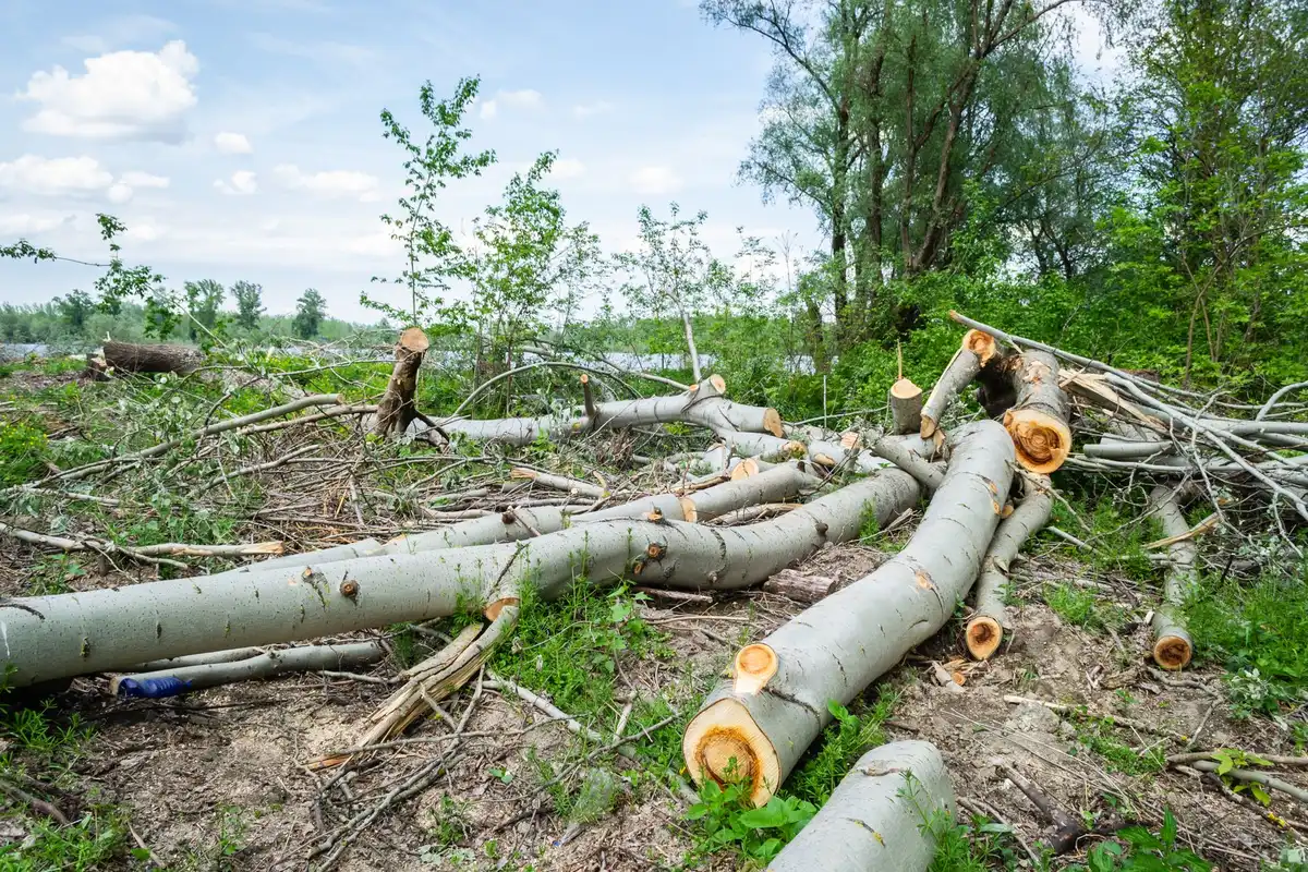 Habitat naturale distrutto dal fuoco con resti carbonizzati e cenere, simbolo della perdita di biodiversità