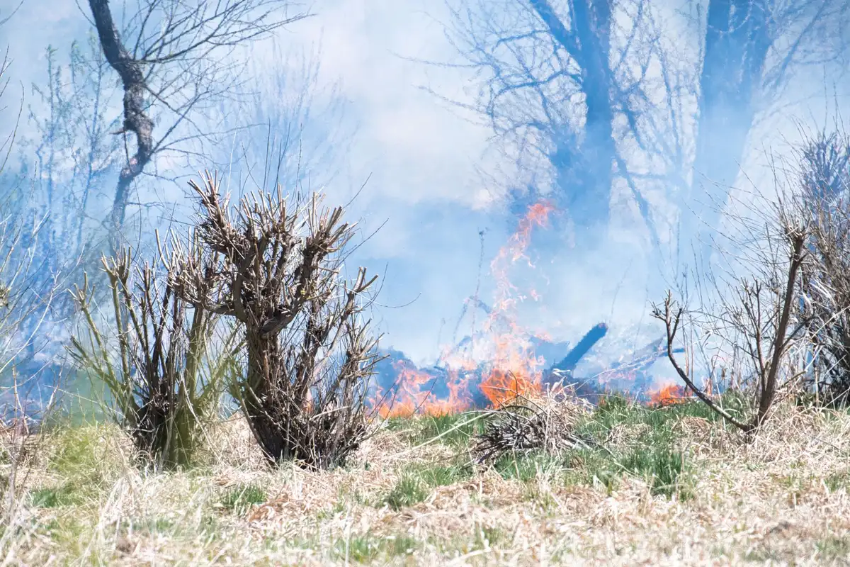 Incendi boschivi con fiamme arancioni e fumo denso che avvolgono la foresta