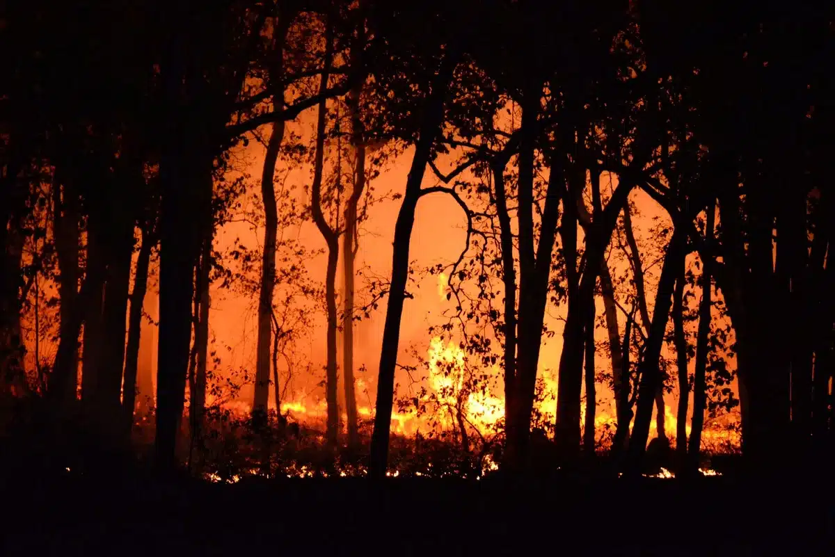 Incendio boschivo con fiamme arancioni e fumo denso che oscura il cielo estivo