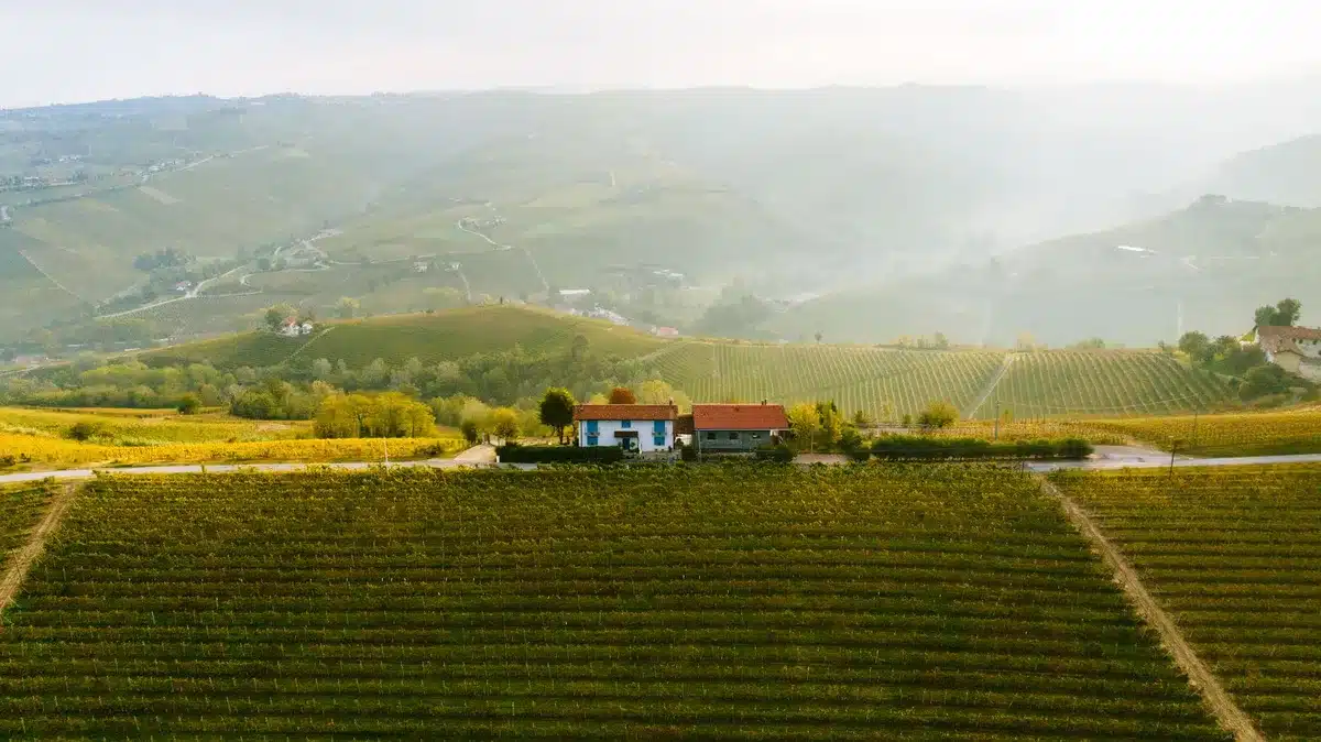 Paesaggio di vigneti europei in diverse regioni vinicole