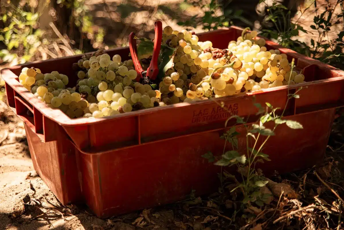 Raccolta di uva matura da vigneti in piena estate, sotto sole intenso