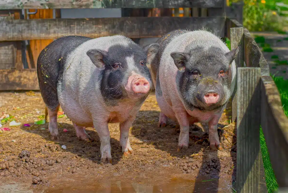 Mani anonime che tengono buoni welfare su una scrivania d'ufficio
