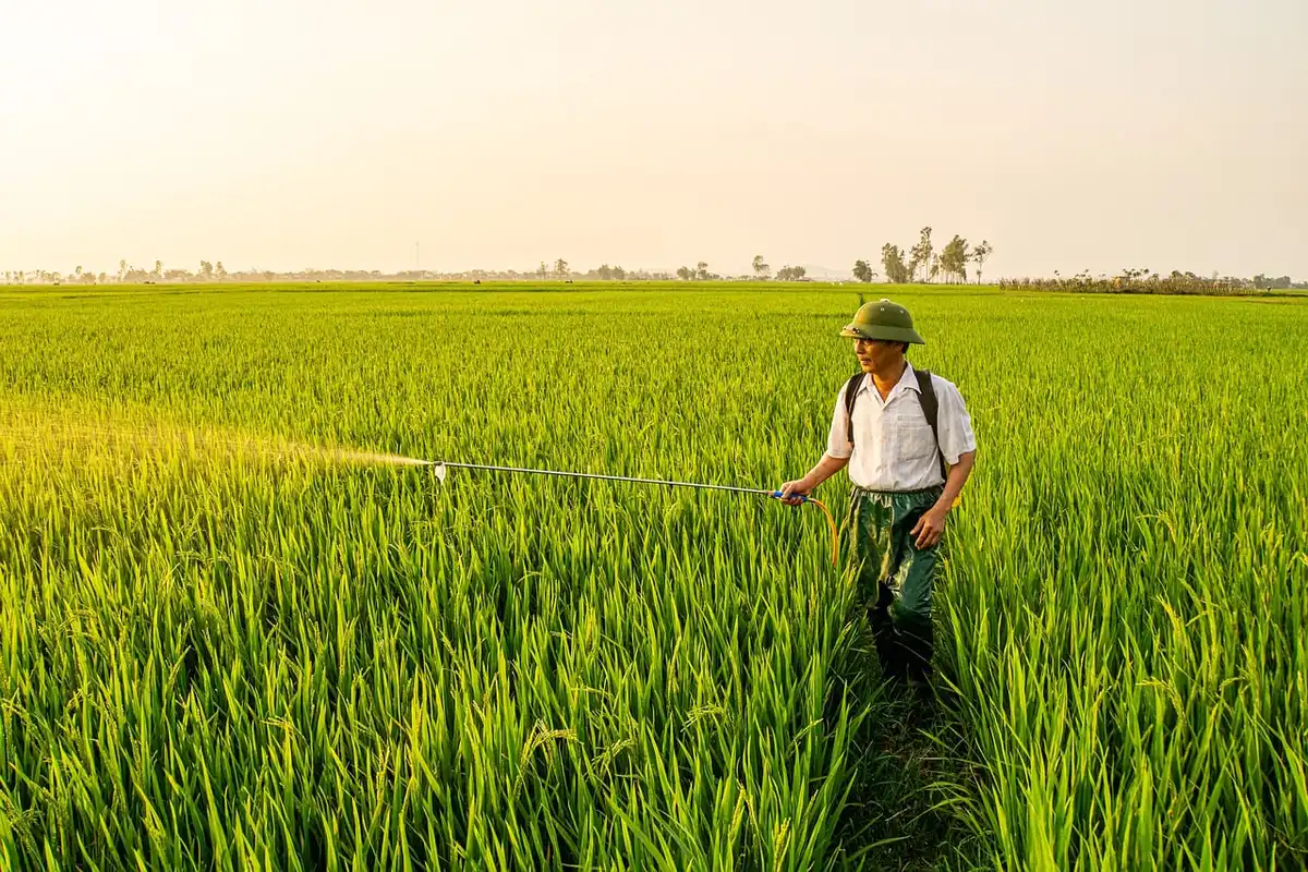 Lavoratori in campo agricolo durante la raccolta, vista anonima